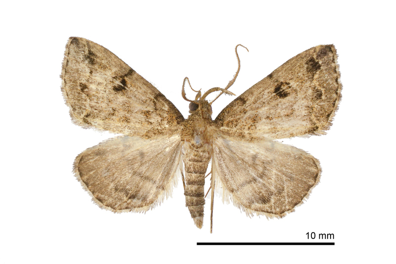 Mesoplectra rivulosa Male